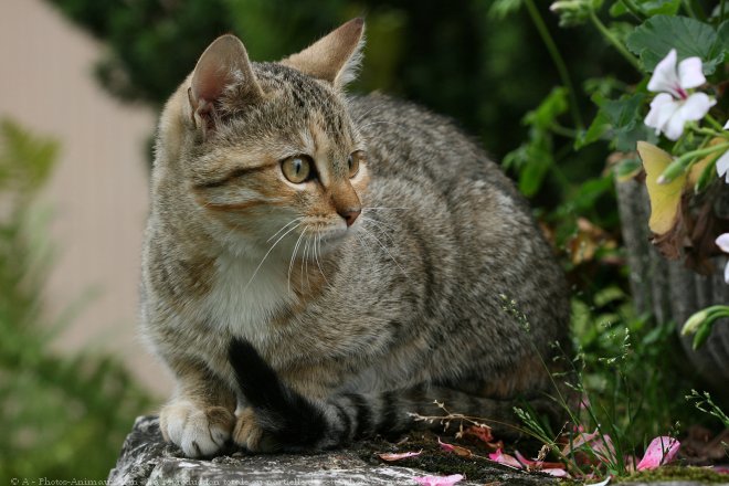 Photo de Chat domestique