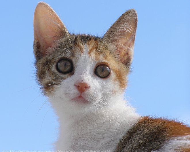 Photo de Chat domestique