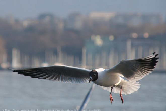 Photo de Mouette