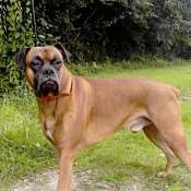 Photo de Boxer