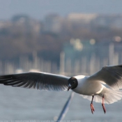 Photo de Mouette