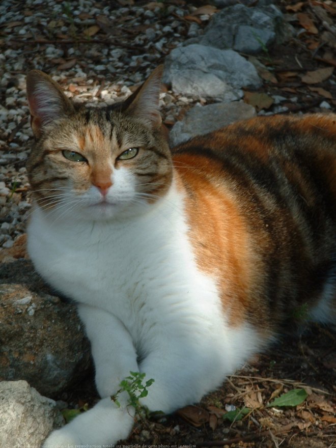 Photo de Chat domestique