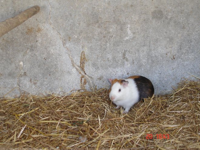 Photo de Cochon d'inde - poils lisses / ras