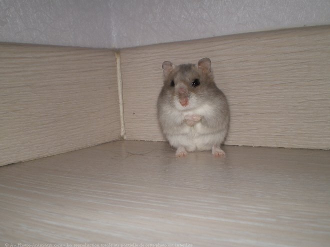 Photo de Hamster