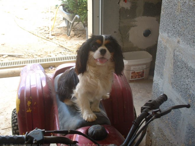 Photo de Cavalier king charles spaniel