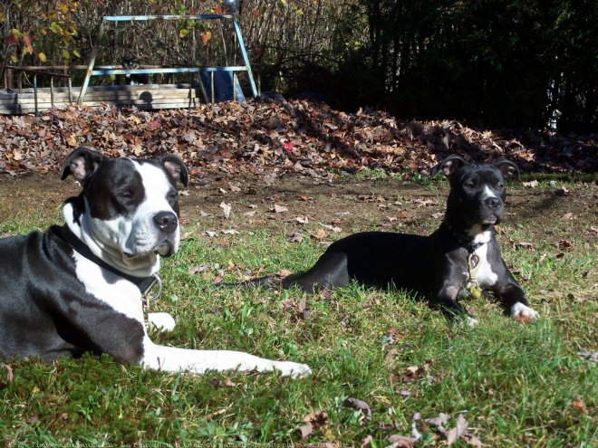 Photo d'American staffordshire terrier