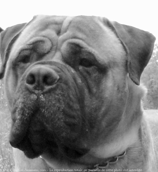 Photo de Bullmastiff