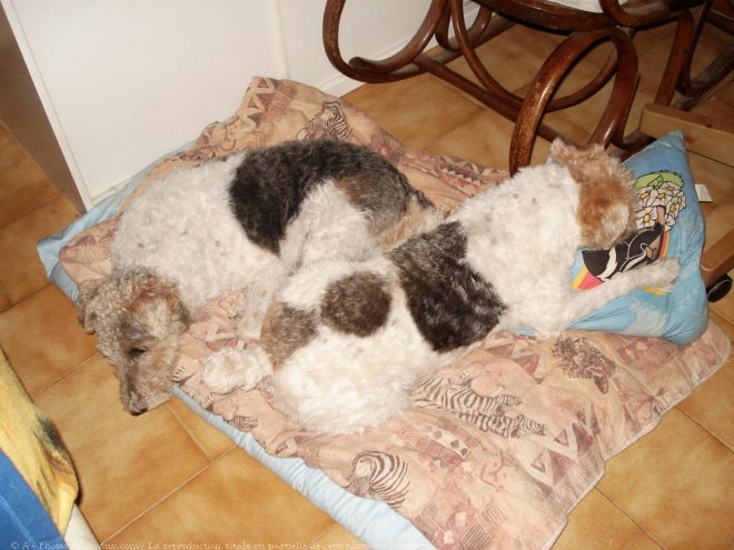 Photo de Fox terrier  poil dur