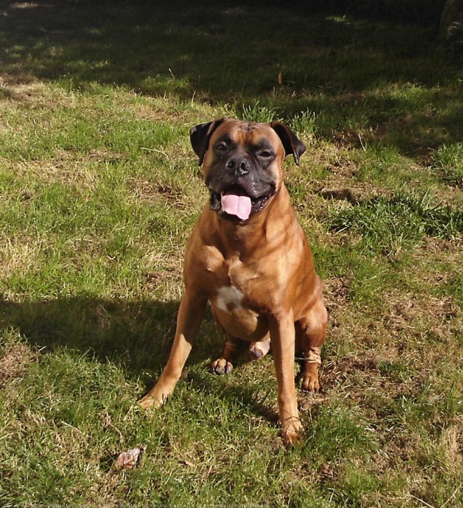 Photo de Boxer