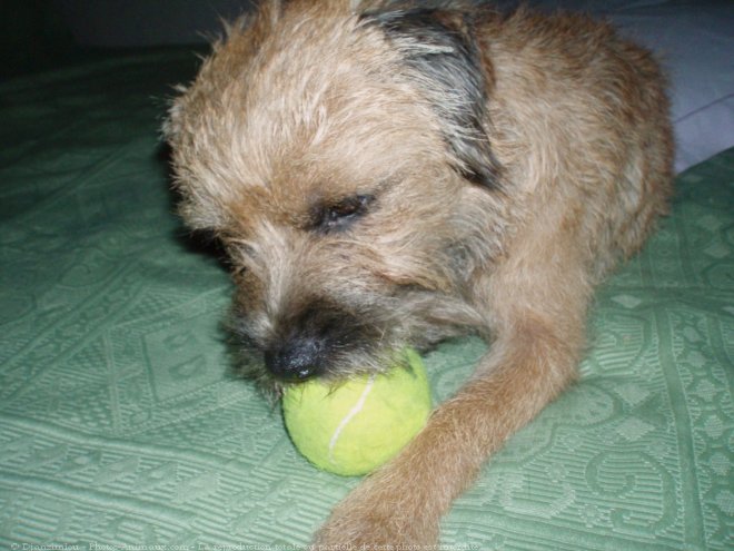 Photo de Border terrier