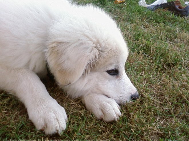 Photo de Chien de montagne des pyrnes