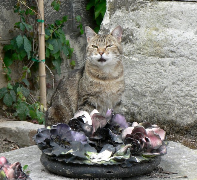 Photo de Chat domestique