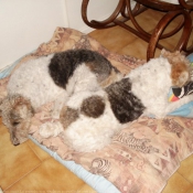 Photo de Fox terrier  poil dur