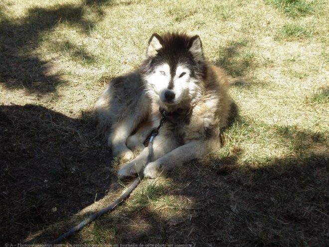 Photo de Husky siberien