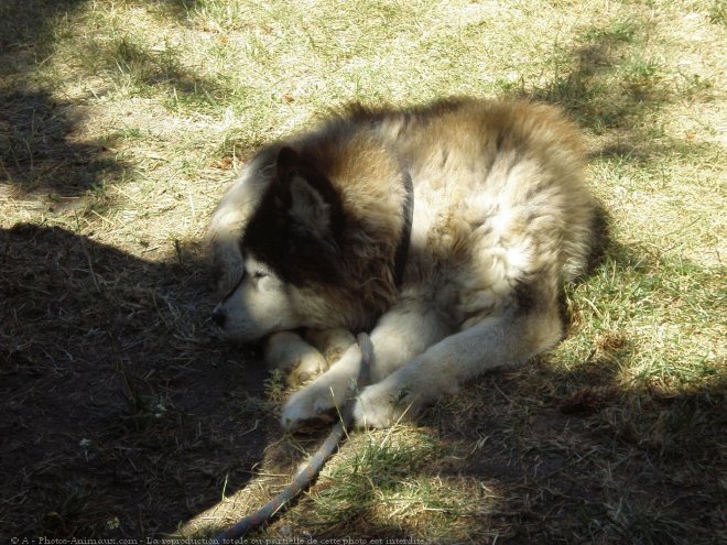 Photo de Husky siberien