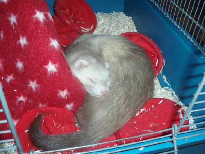 Photo de Furet