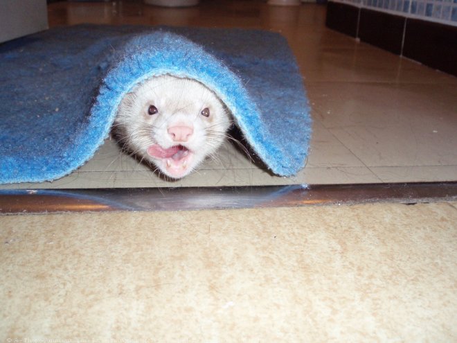 Photo de Furet