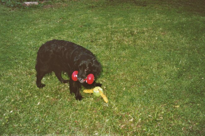 Photo de Setter gordon