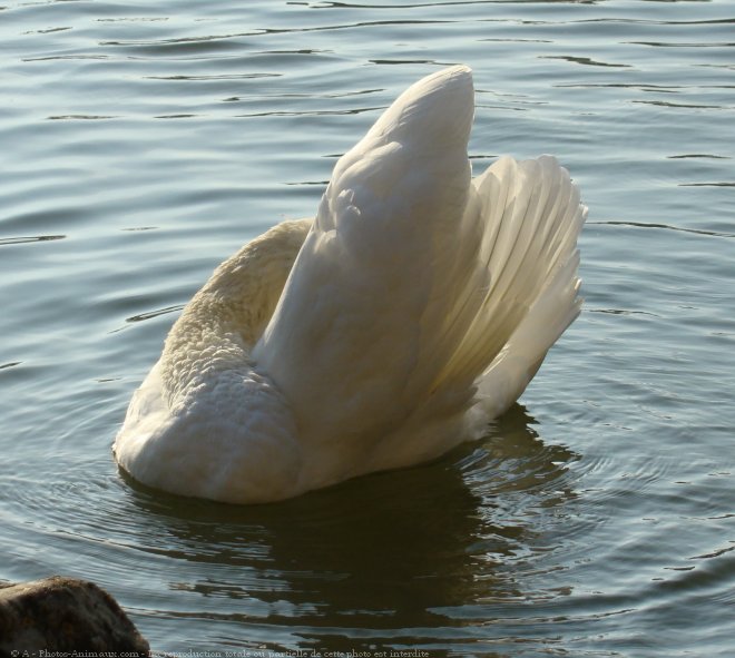 Photo de Cygne