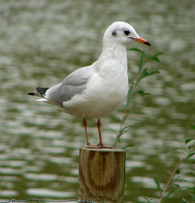 Photo de Mouette