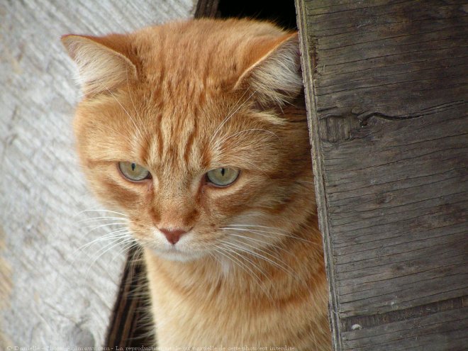 Photo de Chat domestique