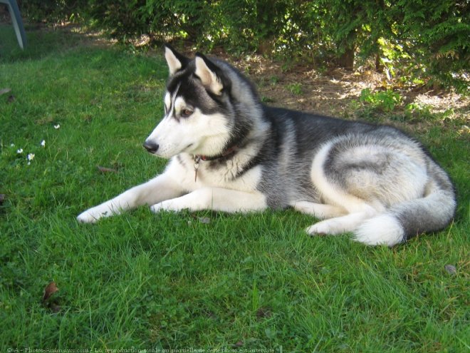 Photo de Husky siberien