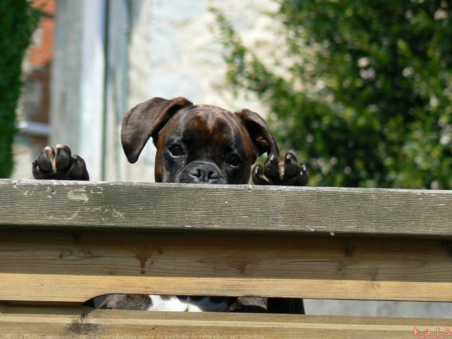 Photo de Boxer