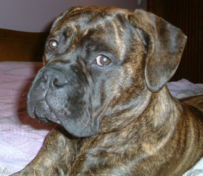 Photo de Bullmastiff