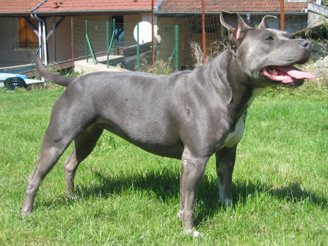 Photo d'American staffordshire terrier