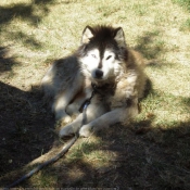 Photo de Husky siberien