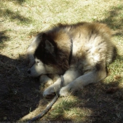 Photo de Husky siberien