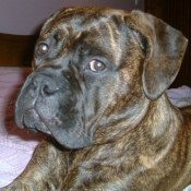 Photo de Bullmastiff