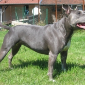 Photo d'American staffordshire terrier