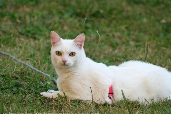 Photo de Chat domestique