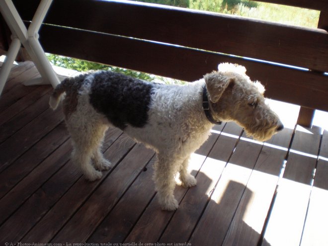 Photo de Fox terrier  poil dur