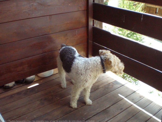 Photo de Fox terrier  poil dur