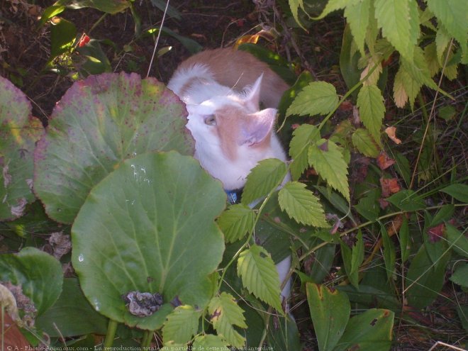 Photo de Chat domestique