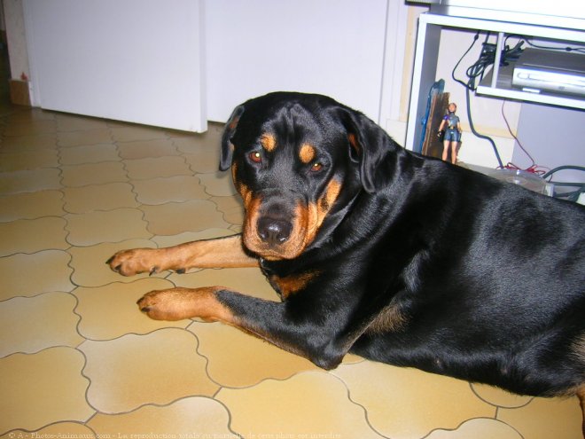 Photo de Rottweiler