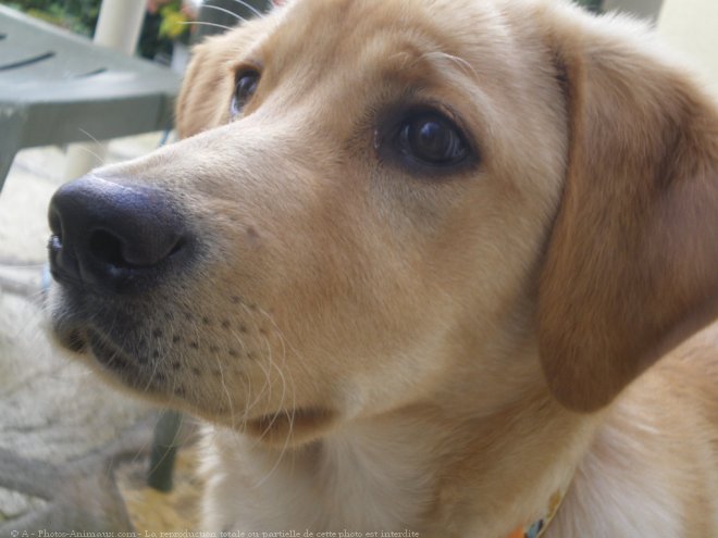 Photo de Labrador retriever