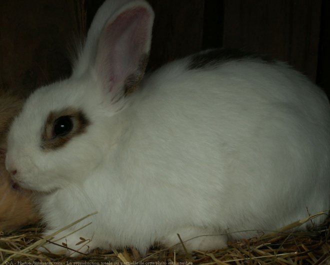 Photo de Lapin