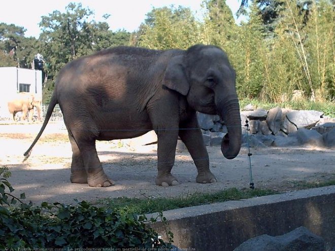 Photo d'Elphant d'afrique