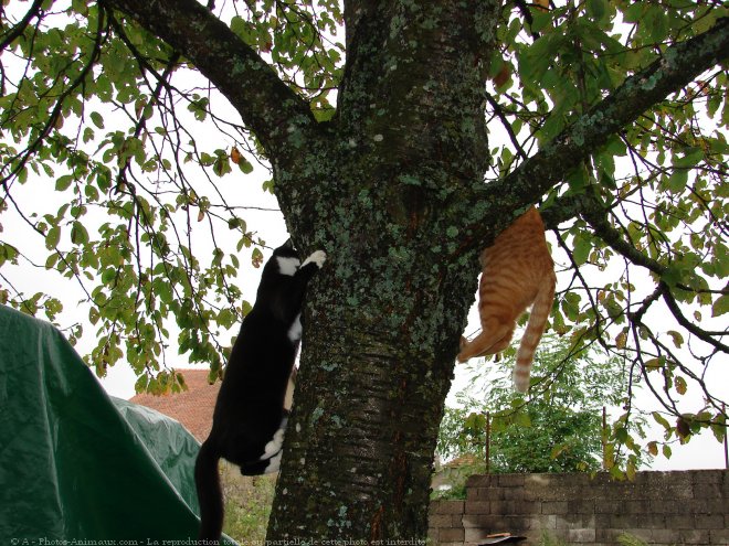 Photo de Chat domestique