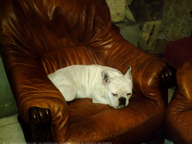 Photo de Bouledogue franais