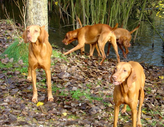 Photo de Braque hongrois  poil court