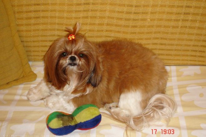 Photo de Shih tzu