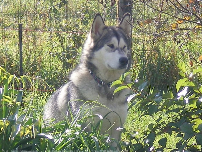 Photo de Malamute de l'alaska