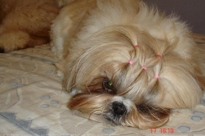 Photo de Shih tzu