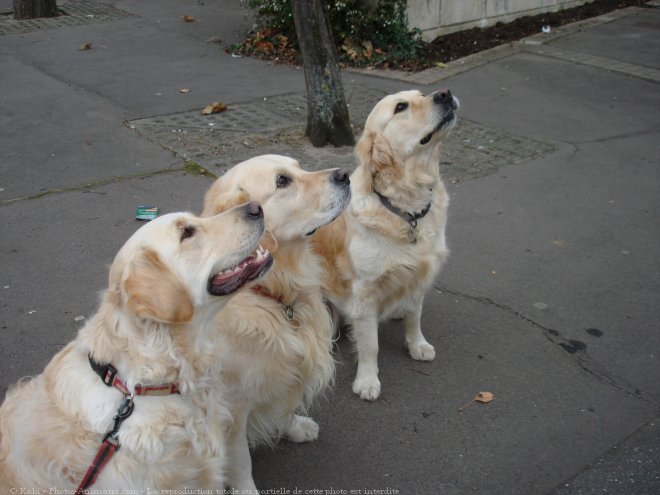 Photo de Golden retriever