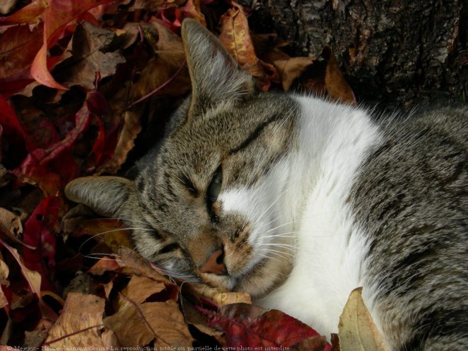 Photo de Chat domestique