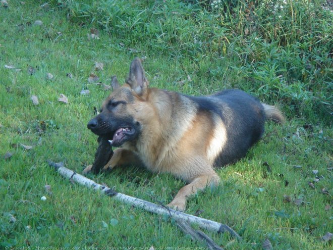 Photo de Berger allemand  poil court